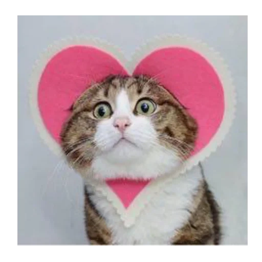 gato com um coração, gato, gato rexi, gatos com corações, gat rexi de like