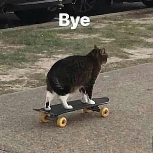 cat on skate, kucing di skateboard, kucing, kucing, kucing dj