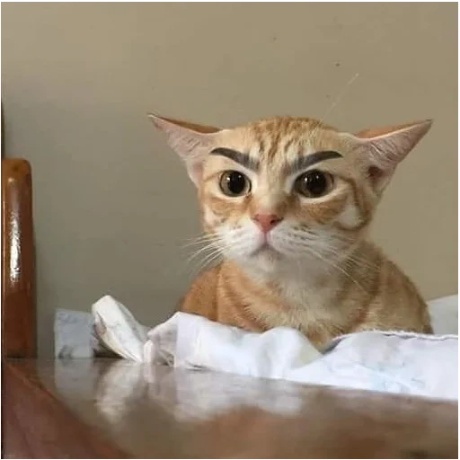 cat with eyebrows, cat, funny cat, funny cats, kits funny