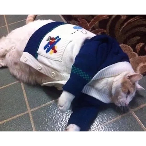 ropa para gatos, suéter para un gato, gato en un suéter, animales divertidos, animales divertidos