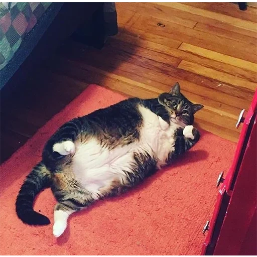 толстый кот, кот жирный, обожравшийся кот, жирный кот лежит, толстый котик