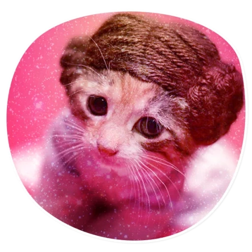 cat, cats, cute cat, leia cat, the animals are cute