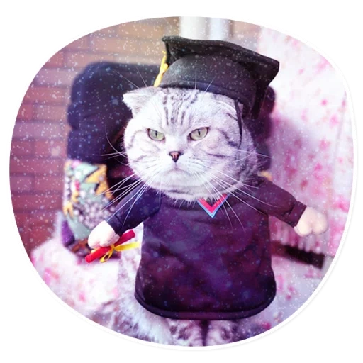 cat suit, clothes of cats, cotton cats, cat suit, catcals costumes