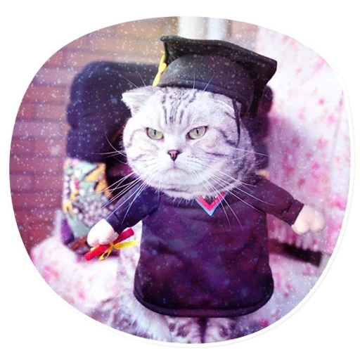 traje de gato, roupas de gatos, gatos de algodão, traje de gato, trajes de gatos