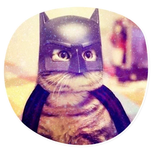 cat, facebook, avatar cat, kitten batman, homemade cat