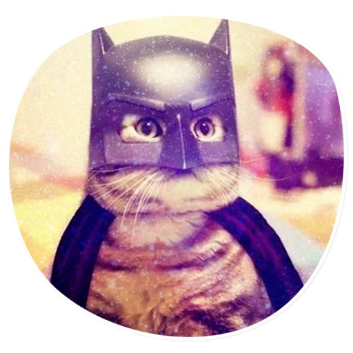 katze, facebook, avatar katze, kätzchen batman, hausgemachte katze