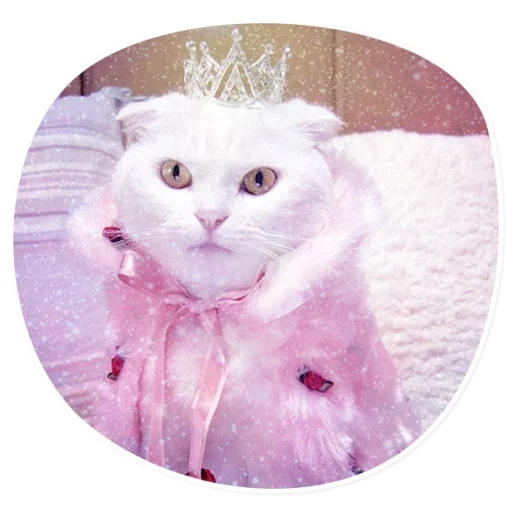 cat, a cat with a bow, a cat with a bow, funny white cat, cat wedding dress