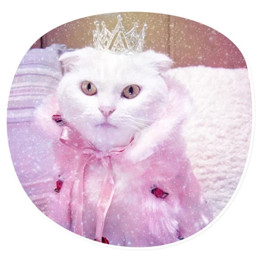 gato, um gato com um arco, um gato com um arco, gato branco engraçado, vestido de noiva de gato