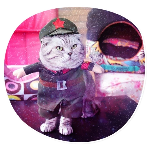 kucing kucing, jas kucing, bentuk kucing ss, kostum catcals, seragam militer kucing