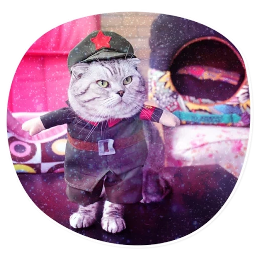 katze, katzenanzug, katzenform ss, katcals kostüme, katzen militäruniform