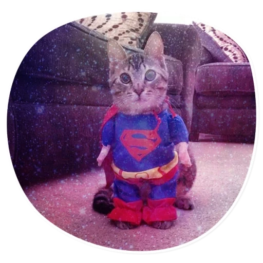 кот, коты, кот супер, милые котики смешные, кот костюме супермена