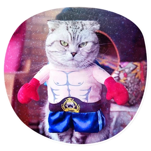 cats, boxer cat, cat costume, kit pour chat, seal