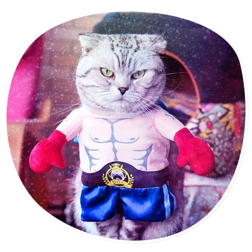 gato, boxer de gato, traje de gato, fantasia de gato, trajes de gatos