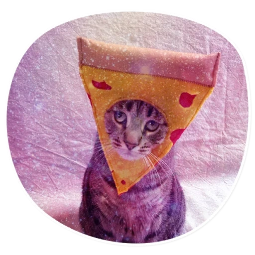 kucing, kote, pizza cat, catkal kostum makanan, kepala pizza kitty