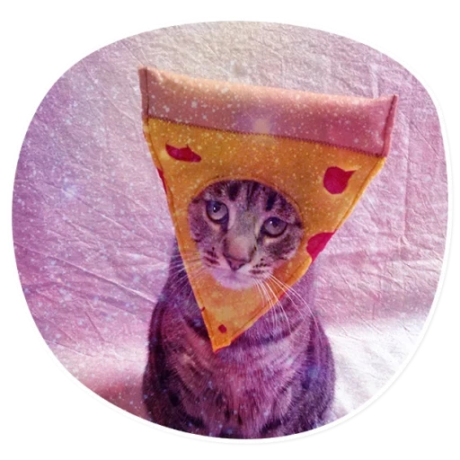 der kater, kote, pizza katze, katcals von lebensmittelkostümen, kitty pizza head