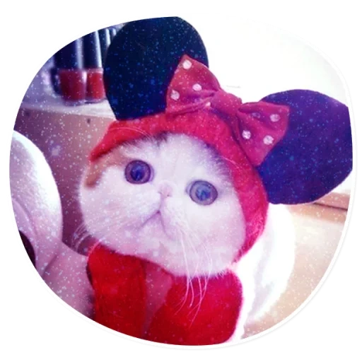 snoopy cat, hat cat, snoopy cat, chapeau de chat snoopy, chapeau de chat mignon