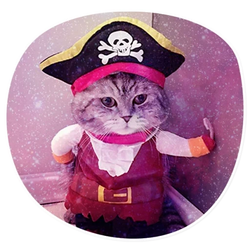 gatto pirata, gatti pirati, il costume di kot, costumi di catcals, vestiti di gatti pirata