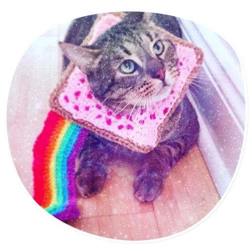 gato, gato, focas, gato arcoiris, conjunto de gatos y gatos