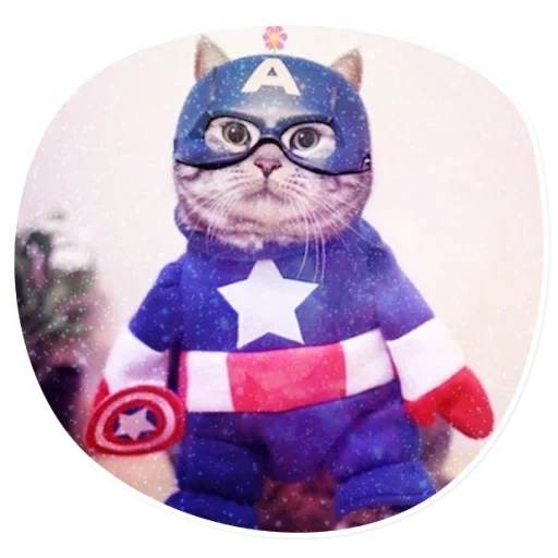 кот капитан, супергерой кот, супергерои кошка, кот капитан америка, кот костюме супергероя