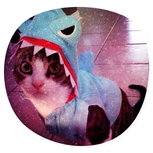 kucing, kucing lucu, kucing lucu, kostum catcals, kostum hiu kitty