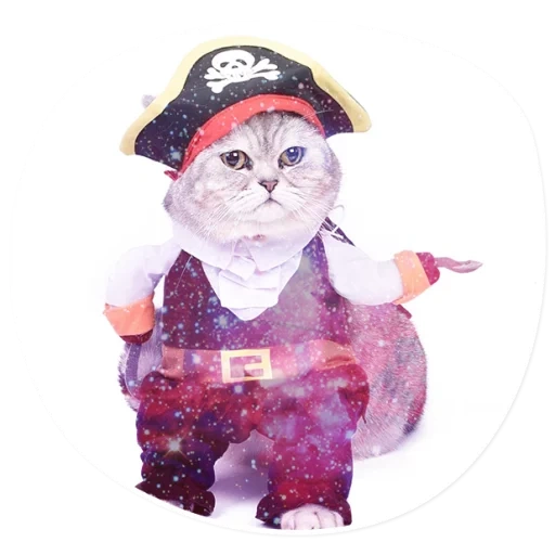 gatto, gatto gatto, gatto pirata, catto, costumi di catcals