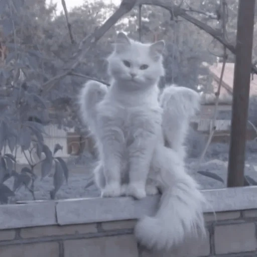 chat, chat, chat blanc, chat angora, maine kun white kun snowball