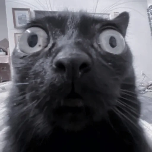 cat, carbon monoxide cat, an unbearable cat, surprised cat, surprised cat