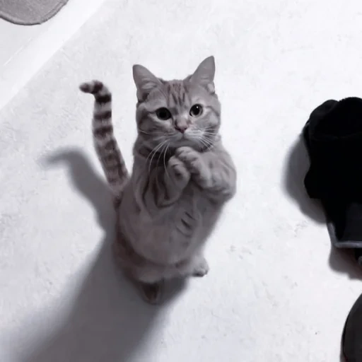 кот, кошечка, танцующий кот, котенок серый, танцующий серый кот