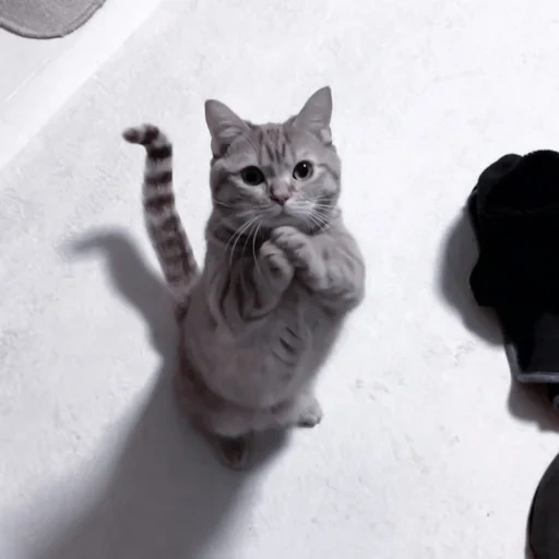 gato, gatito, bailando gatos, gatito gris, gato gris bailando