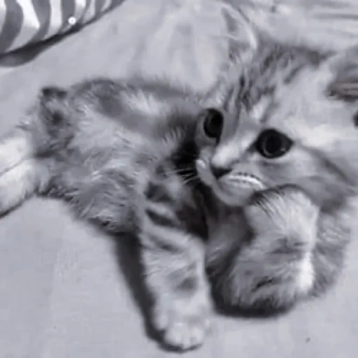 cat, cat, grey cat, kitty kitty, cute kitten lettering