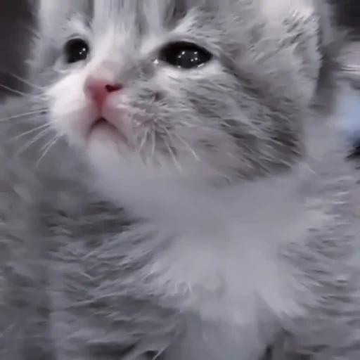 cat, lovely seal, cute kittens, kitty meme, a charming kitten