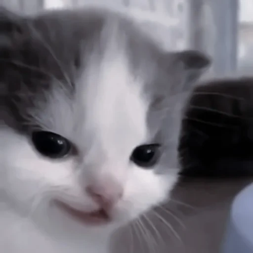 cat, cat, meme kitten, lovely seal, a charming kitten