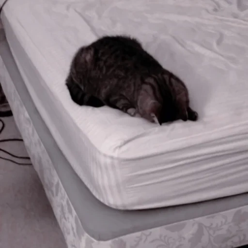 gato, gato fofo, cama de cachorro, cama de cachorro, animais domésticos