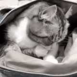 cat, кот, кошки, кот переноске, коты чемоданами