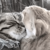 кошка, котик, влюбленные коты, целующиеся котики, кошка целует кота