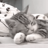 der kater, katzen, schläfrige katze, die tiere sind süß, charmante kätzchen