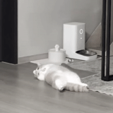 gato, animais, animais de estimação, robô aspirador de pó rumba, robot vacuum cleaner irobot roomba