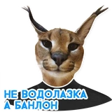 catspb