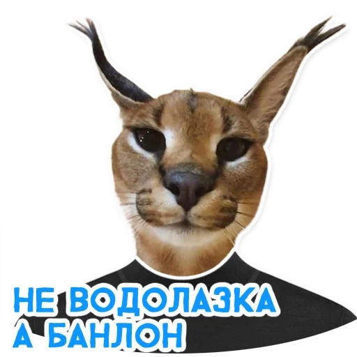 прикол, caracal, заблоинг, король артур, zabloing floppa