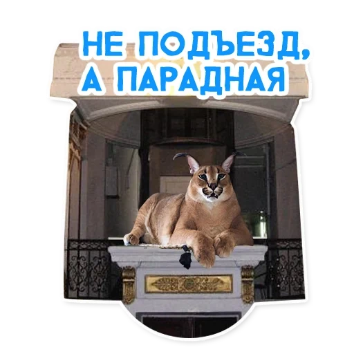 кошка, животные, кошки смешные, кот прикольный, авито котики кысь