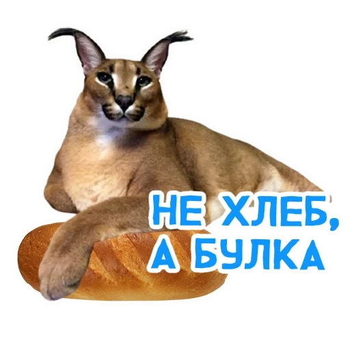 karakal gosha, shlepa karakal, caracal shlepa, shlepa scarabocchiato meme, big shlyop karakal