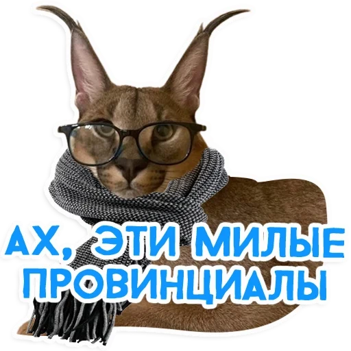 cats, chat qui claque, applaudissements, gloussements, caracal big fluff