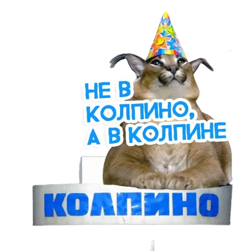 cat, cats, birthday, the animals are cute, funny animals