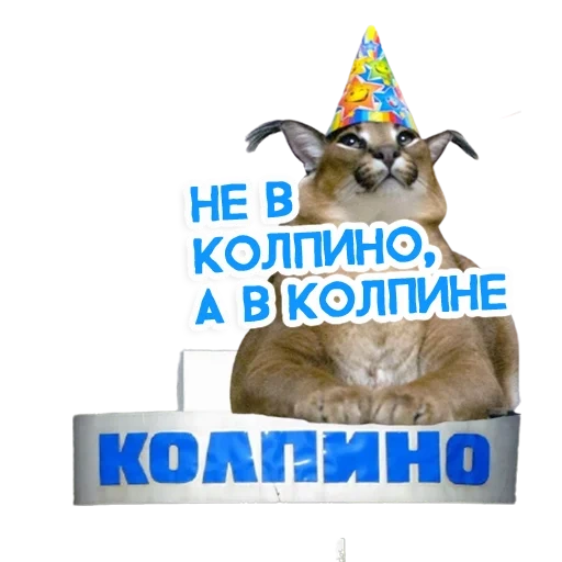 кот, коты, день рождения, животные милые, смешные животные