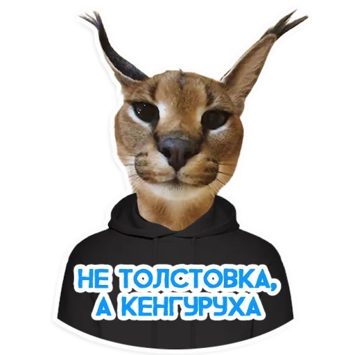 joke, human, caracal shlepa, shlepa karakal, caracal gosha big shlepa