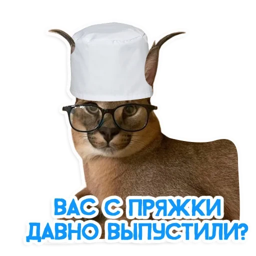 кот, кошка, ильяз кот, кот большой, шлёпа каракал