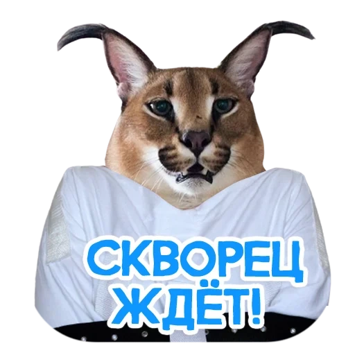 cat, human, karakal gosha, caracal shlepa, shlepa karakal