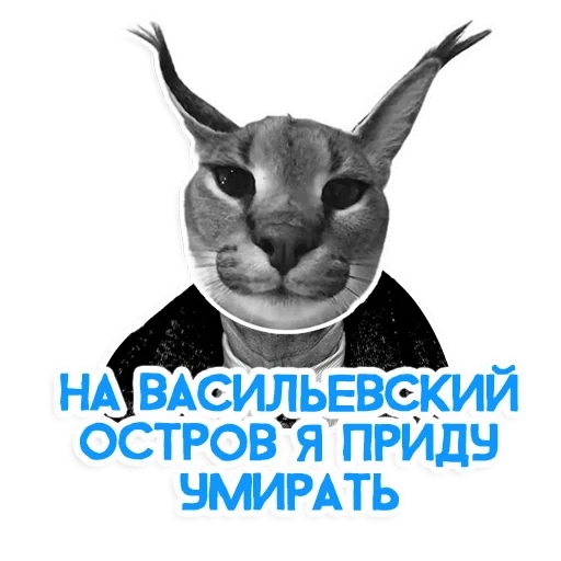 cat, joke, human, cat shlepa, caracal gosha big shlepa