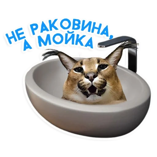 cat shlepa, karakal shllen, caracal shlepa, shlepa karakal, shlepa toe cat