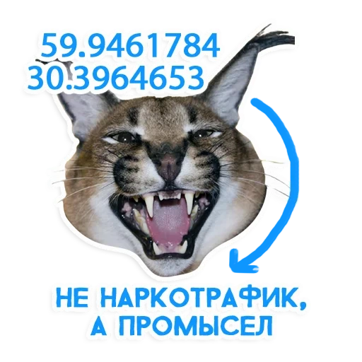 caracal, кот большой, смешные коты, шлёпа каракал, виниловые наклейки